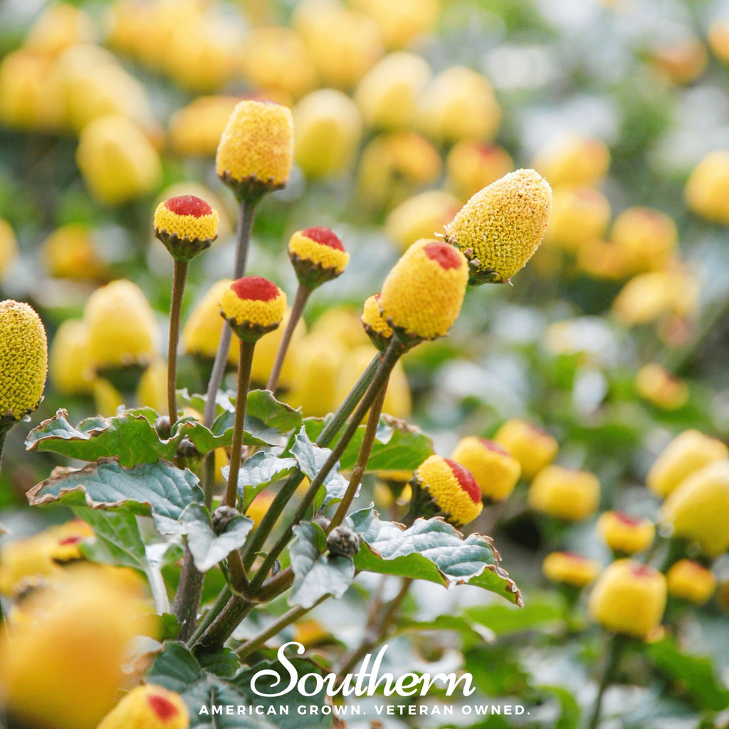 Toothache Plant (Spilanthes Oleracea) - 50 Seeds - Southern Seed Exchange