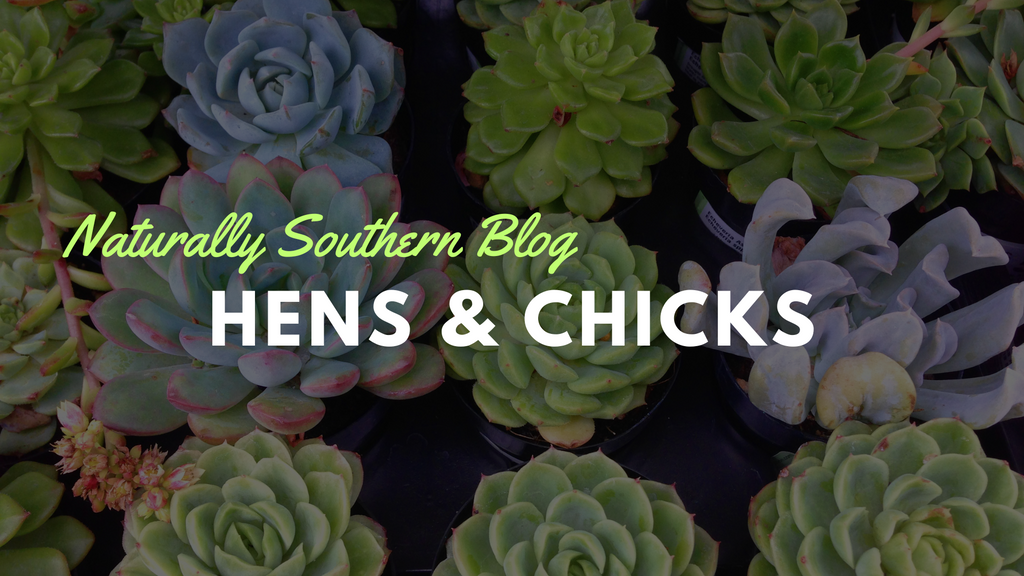 Hens and Chicks: The Hardy Succulents You Need in Your Garden