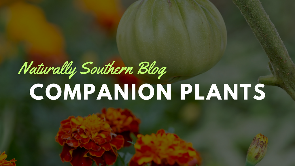 Shop Talk: Companion Planting: What Works and Why - Southern Seed Exchange
