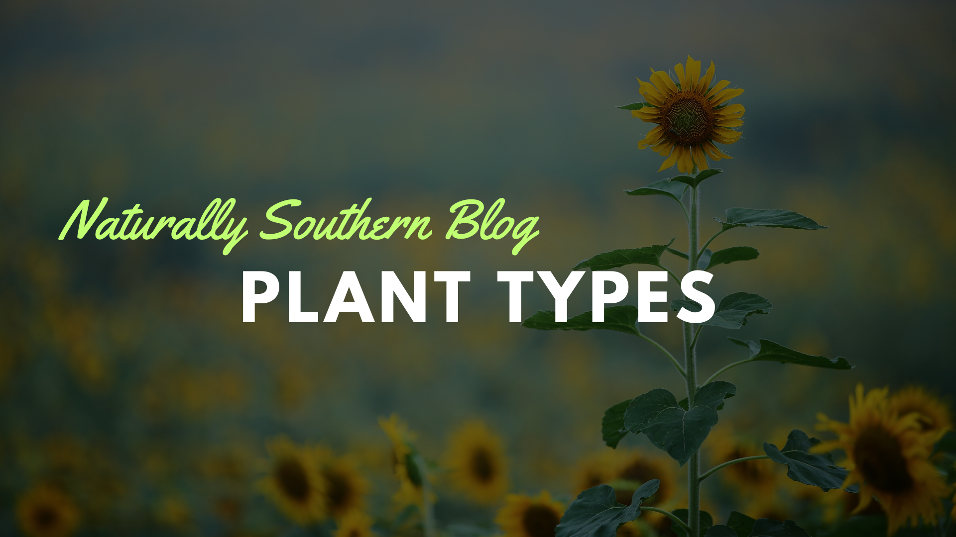 Decoding Garden Jargon: Annuals, Perennials, and Biennials - Southern Seed Exchange