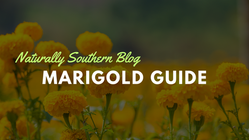 The Radiance of Marigolds: A Gardener’s Delight