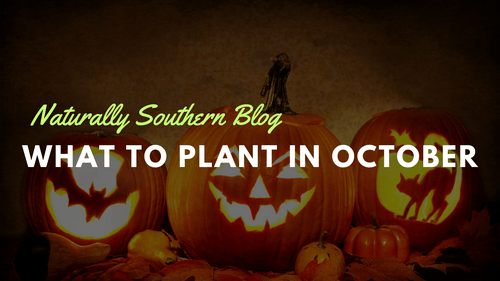 October Planting Guide: Best Vegetable & Herb Seeds to Start