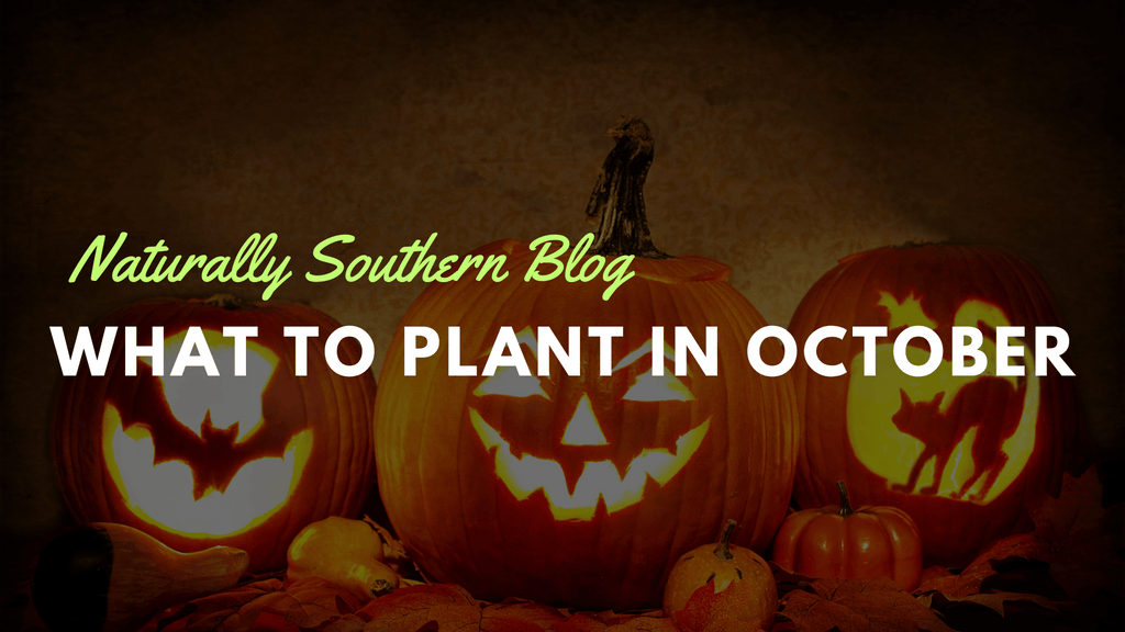 October Planting Guide: Best Vegetable & Herb Seeds to Start