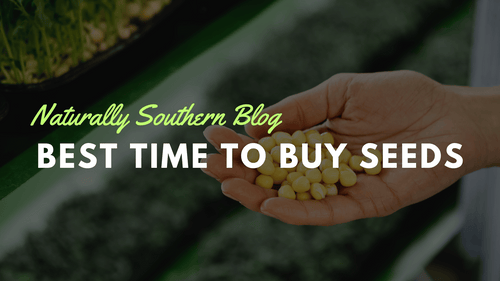 Why Now is the Perfect Time to Buy Your Garden Seeds