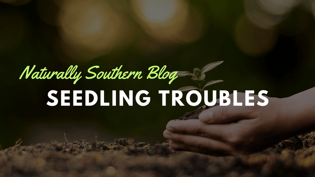Seedling SOS: Why Your Baby Plants Are Dying and How to Save Them
