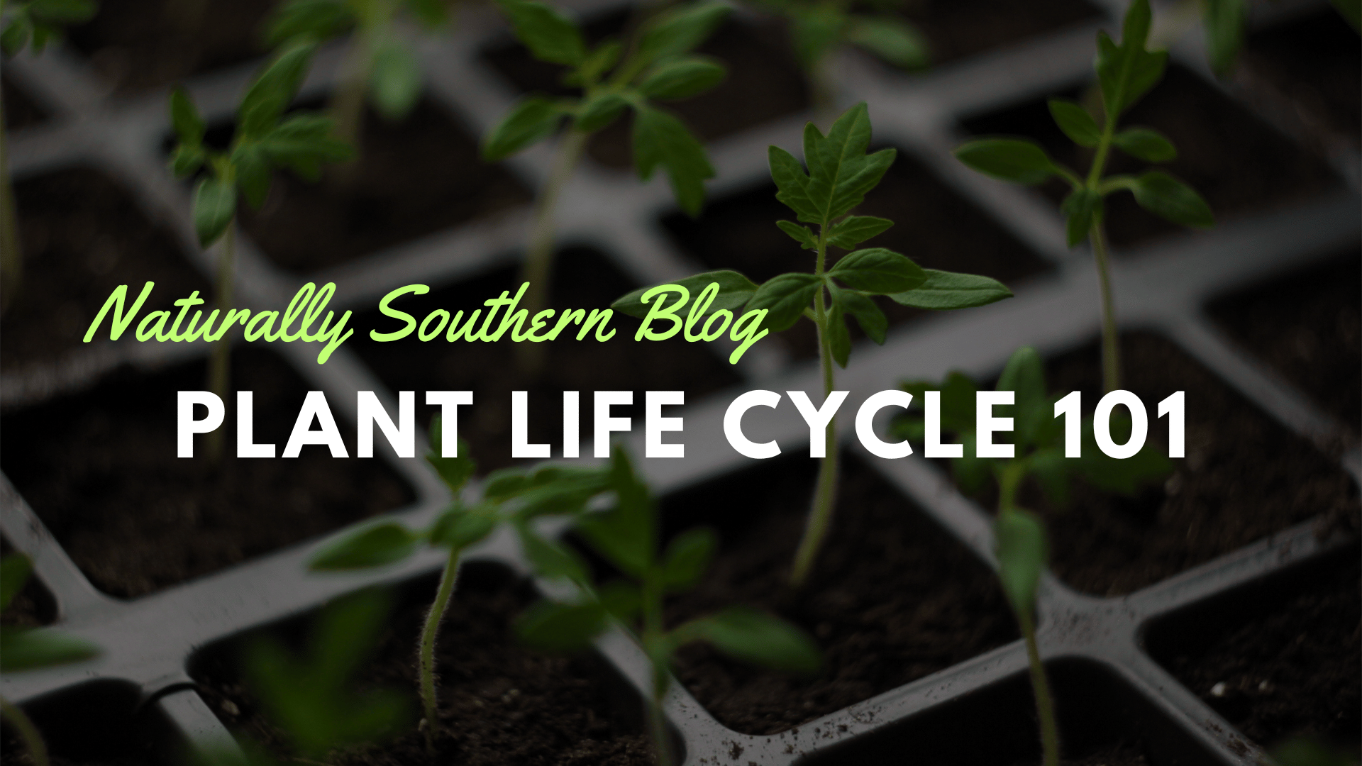 Plant Life Cycle 101: A Gardener's Guide to Growth & Care