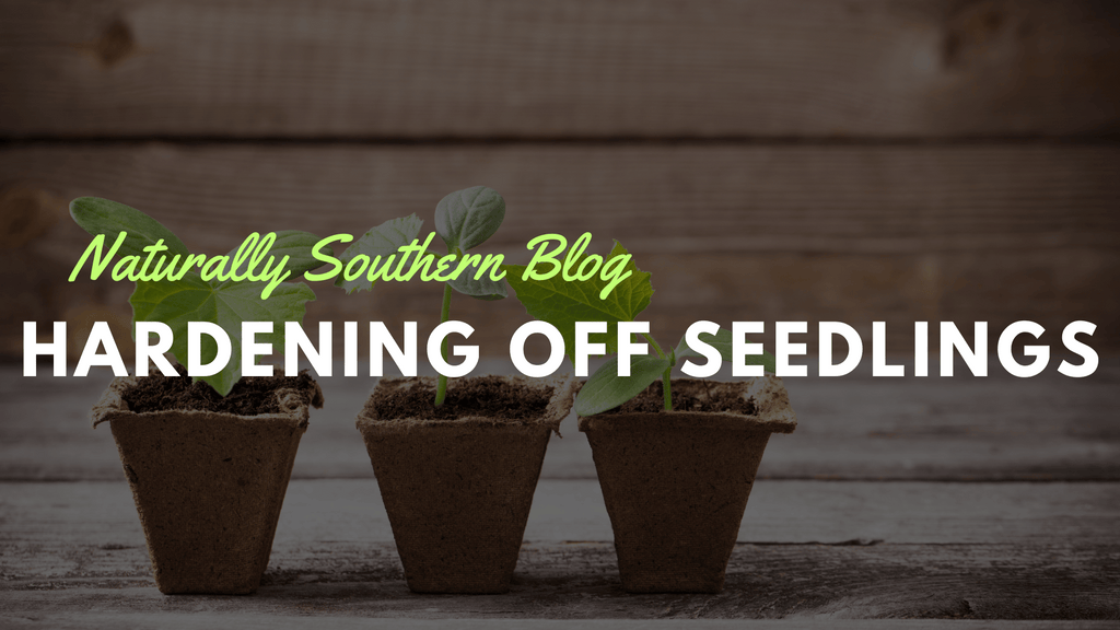 Mastering the Art of Hardening Off Seedlings