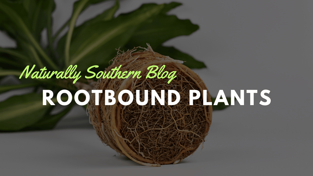 Rootbound Rescue: How to Save Your Plants from a Tangled Mess