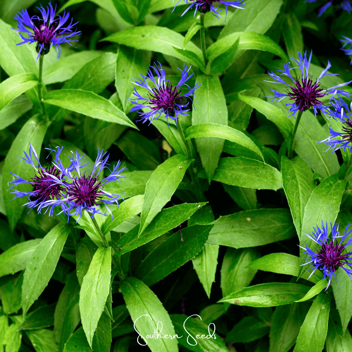 Cornflower, Montana (centaurea Montana) - 30 Seeds – Southern Seeds