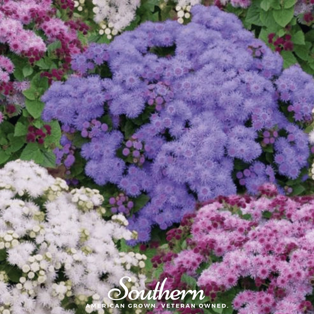 Ageratum, Mix (Ageratum mexicanum) - 100 Seeds - Southern Seed Exchange