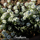 Alyssum, Carpet of Snow Sweet (Lobularia maritima) - 250 Seeds - Southern Seed Exchange