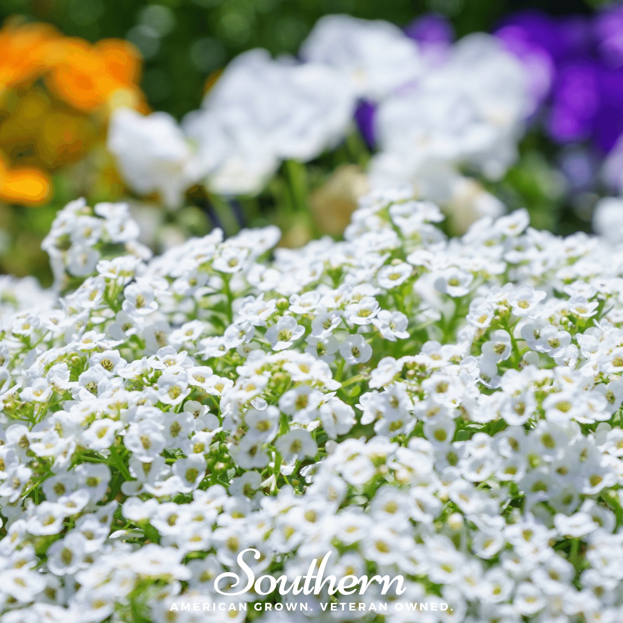 Alyssum, Carpet of Snow Sweet (Lobularia maritima) - 250 Seeds - Southern Seed Exchange