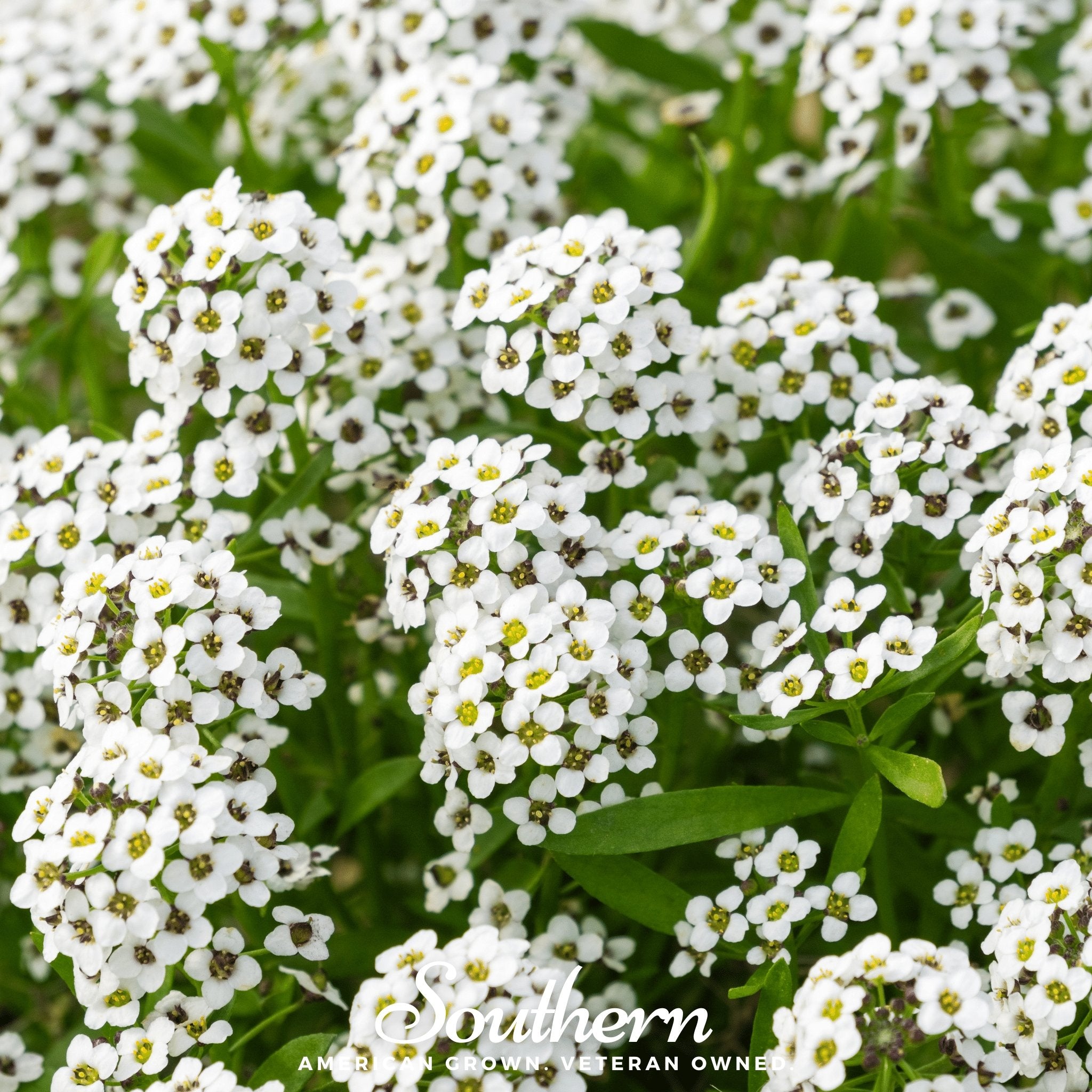 Alyssum, Carpet of Snow Sweet (Lobularia maritima) - 250 Seeds - Southern Seed Exchange