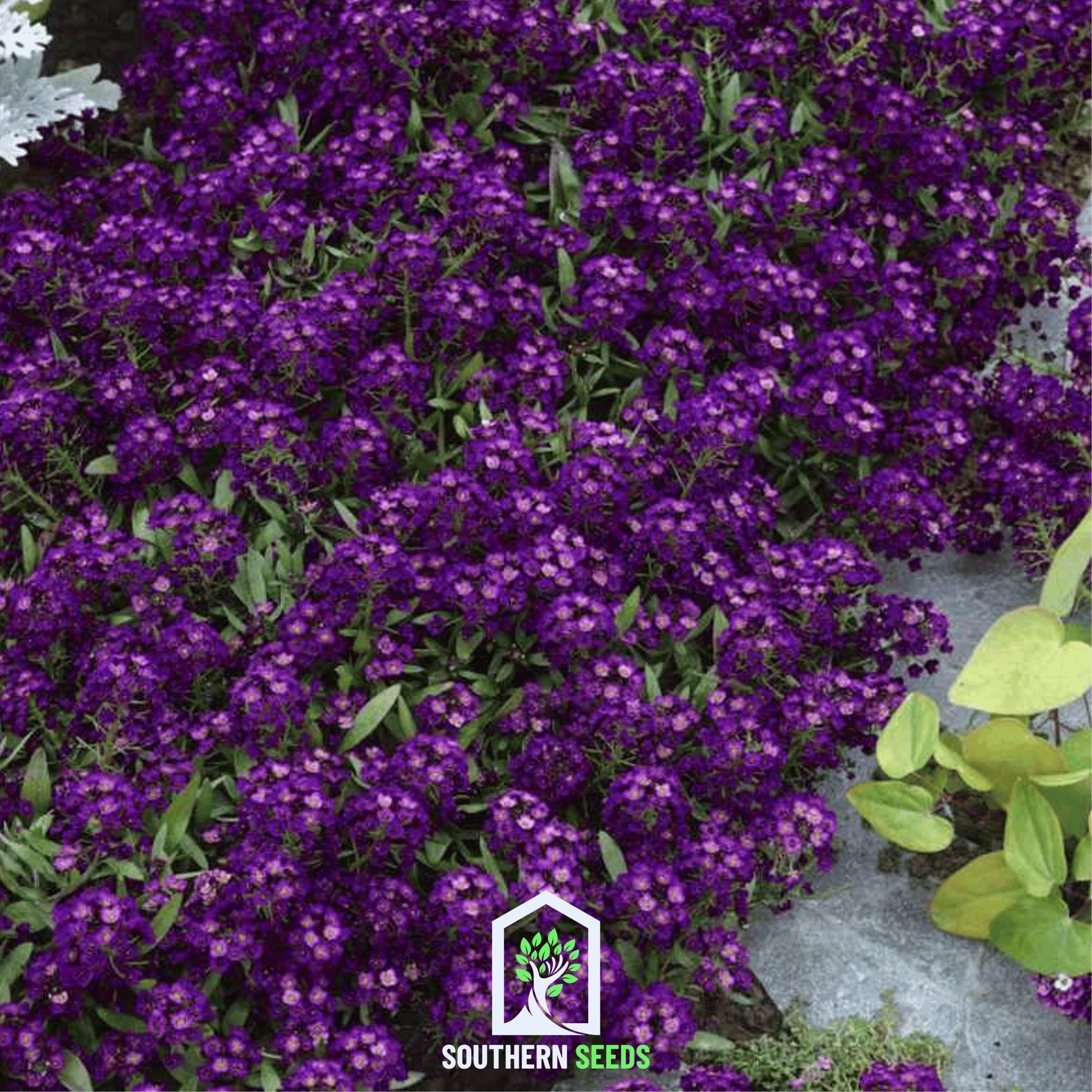 Alyssum, Oriental Nights (Lobularia maritima) - 100 Seeds - Southern Seed Exchange