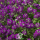 Alyssum, Oriental Nights (Lobularia maritima) - 100 Seeds - Southern Seed Exchange