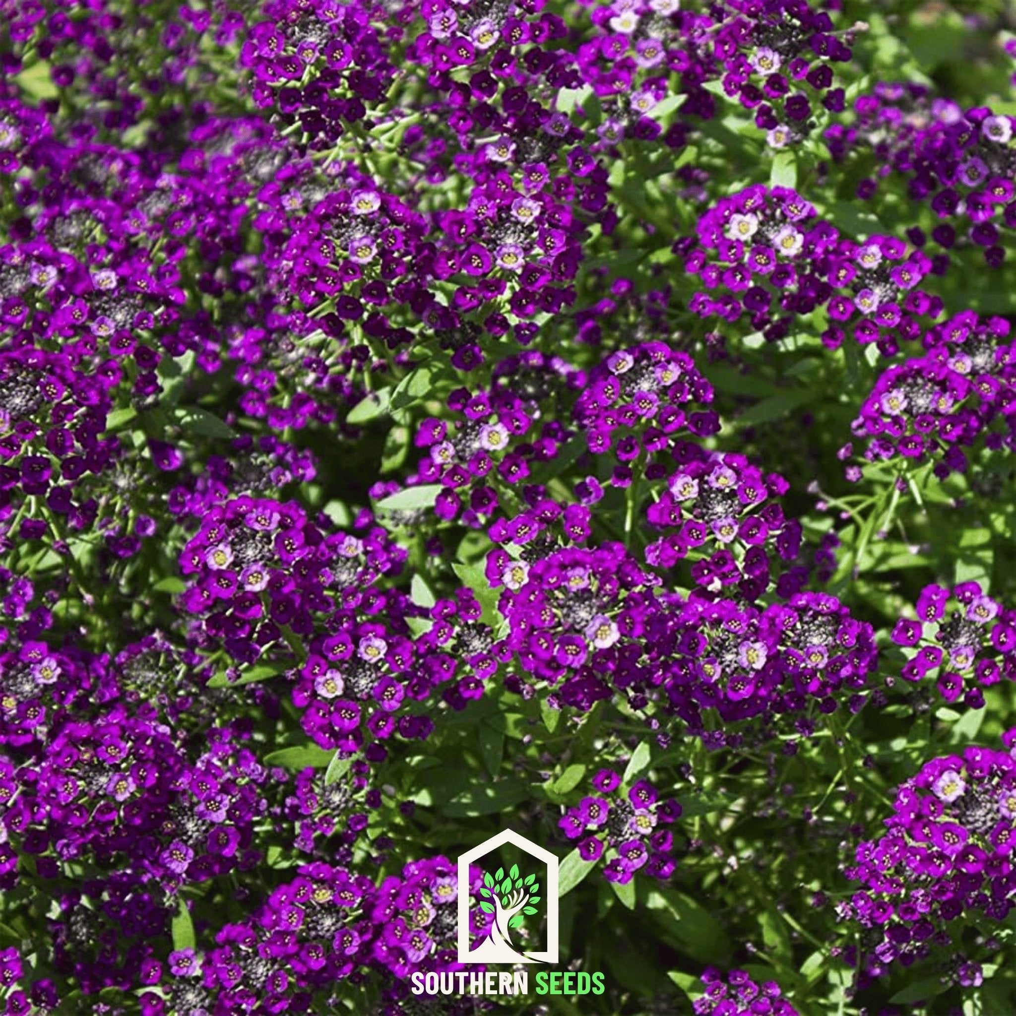 Alyssum, Oriental Nights (Lobularia maritima) - 100 Seeds - Southern Seed Exchange