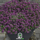 Alyssum, Oriental Nights (Lobularia maritima) - 100 Seeds - Southern Seed Exchange