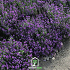 Alyssum, Oriental Nights (Lobularia maritima) - 100 Seeds - Southern Seed Exchange