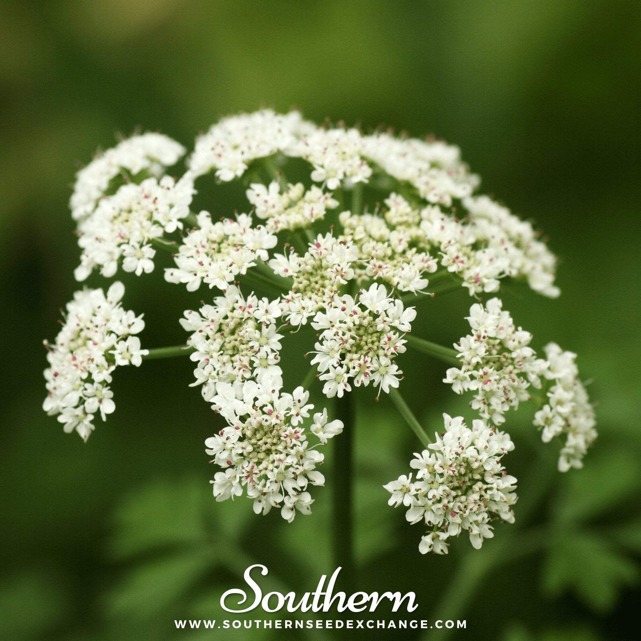 Southern Seed Exchange Angelica, Holy Ghost (Angelica Archangelica) - 30 Seeds