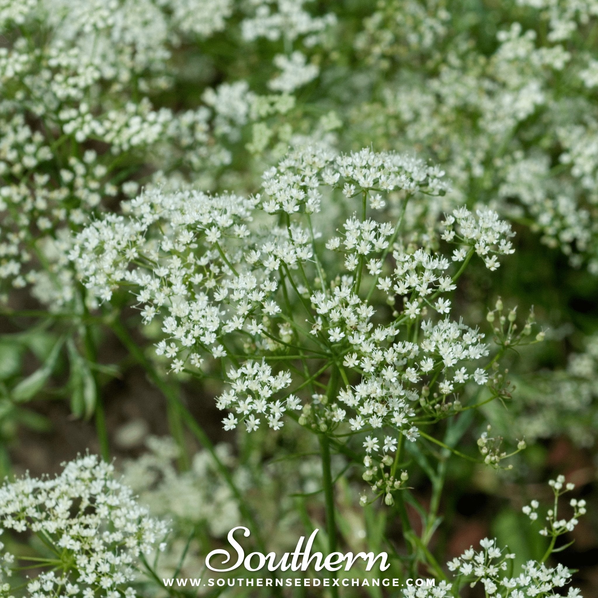 Southern Seed Exchange Anise (Pimpinella Anisum) - 100 Seeds