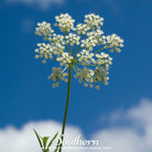 Southern Seed Exchange Anise (Pimpinella Anisum) - 100 Seeds