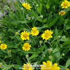 Arnica Meadow Arnica chamissonis