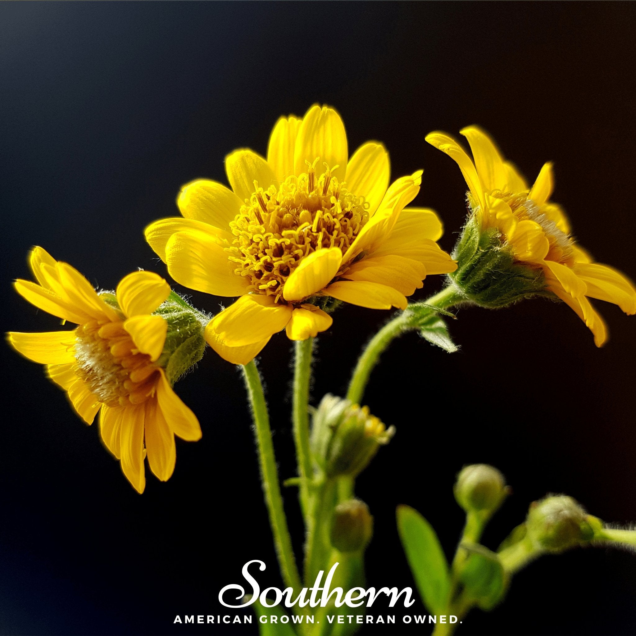 Arnica Meadow Arnica chamissonis