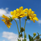 Arnica Meadow Arnica chamissonis