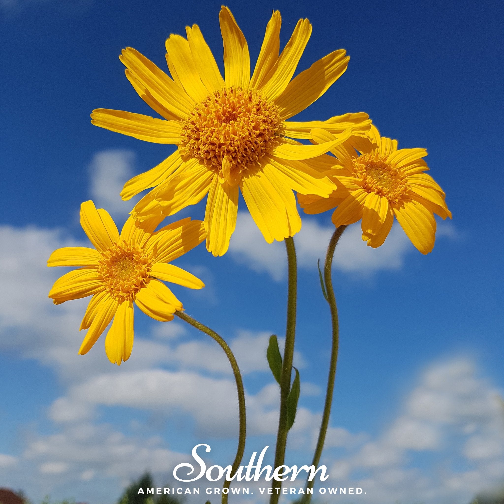 Arnica, Mountain Tobacco (Arnica Montana) - 20 Seeds - Southern Seed Exchange