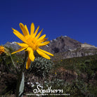 Arnica, Mountain Tobacco (Arnica Montana) - 20 Seeds - Southern Seed Exchange