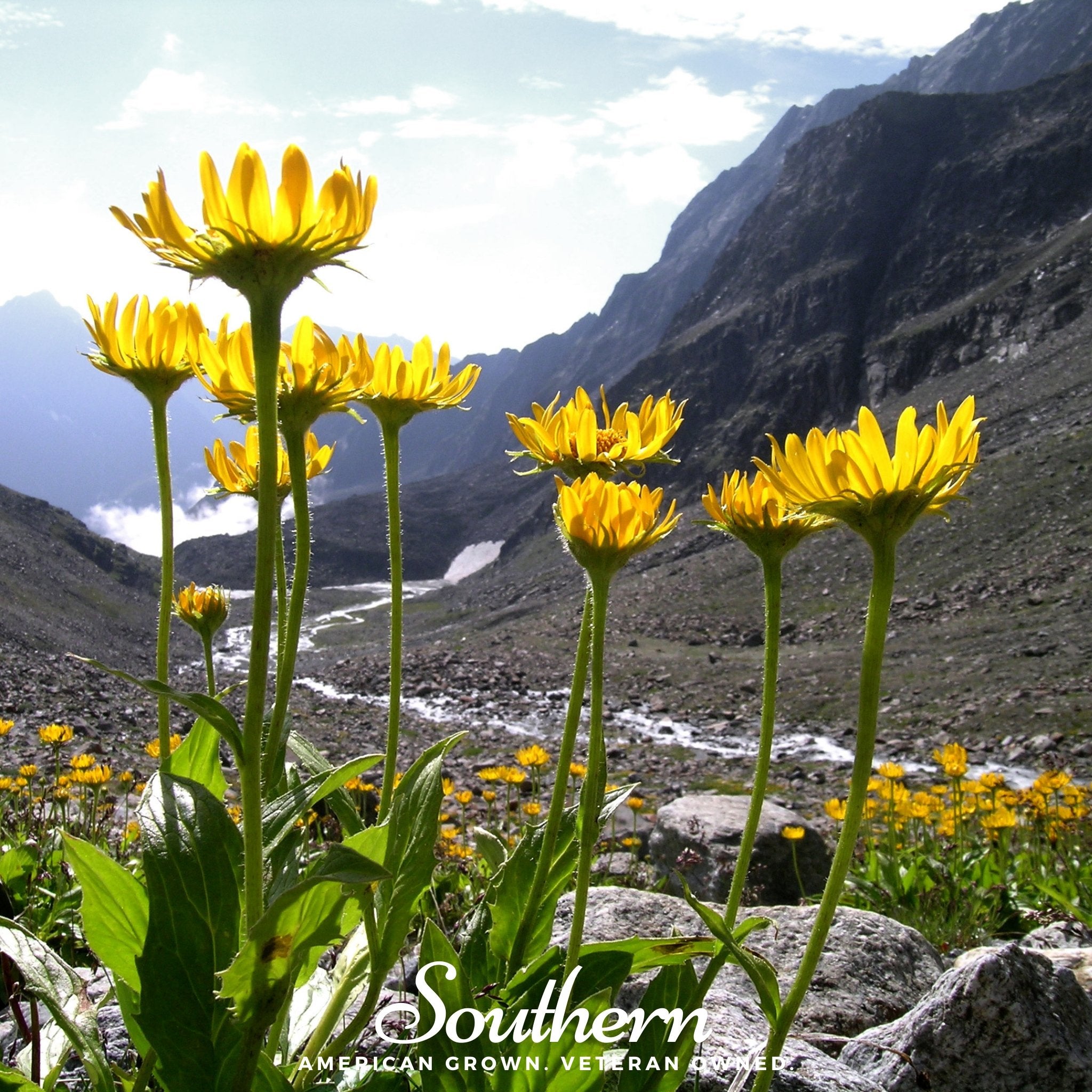 Arnica, Mountain Tobacco (Arnica Montana) - 20 Seeds - Southern Seed Exchange