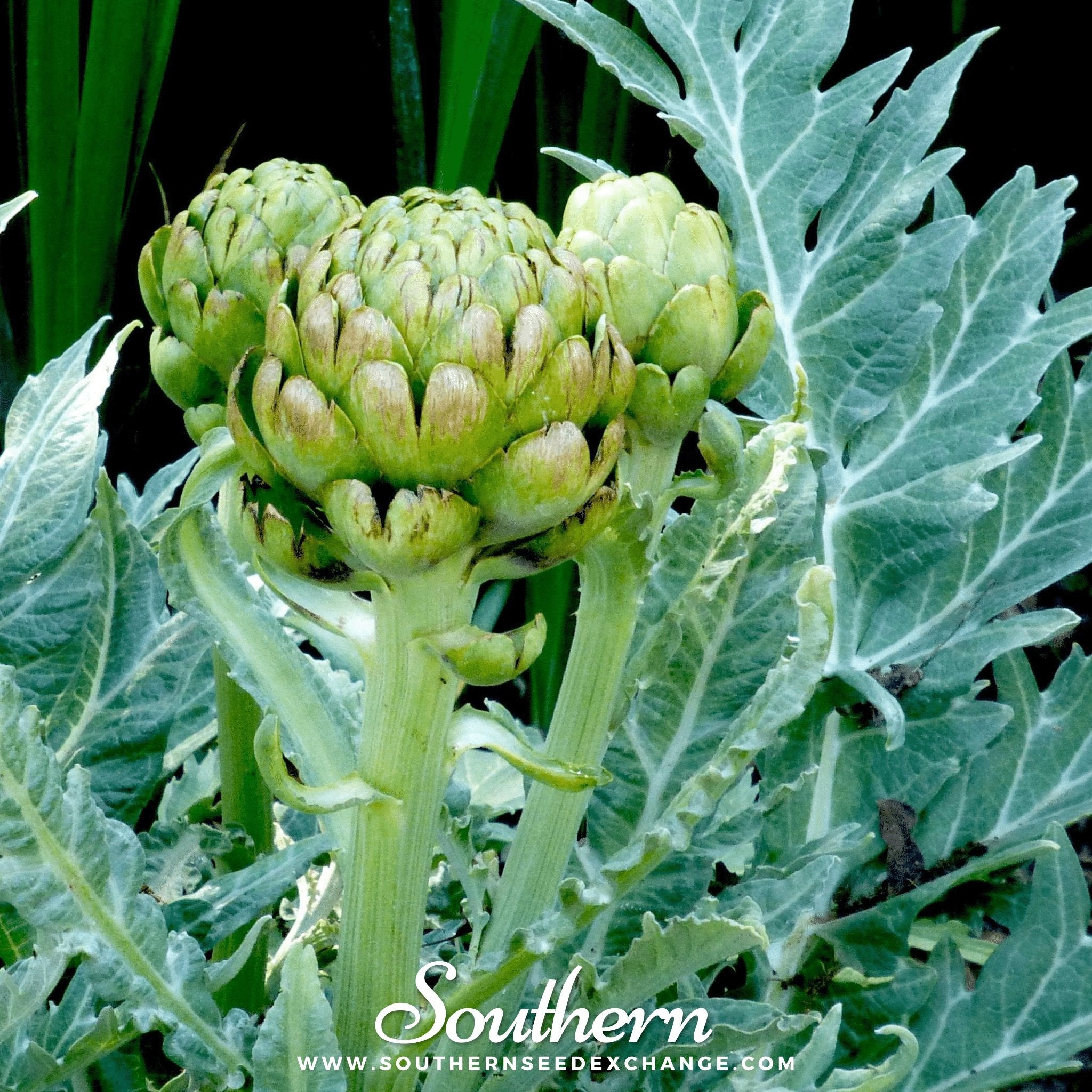 Southern Seed Exchange Artichoke, Green Globe (Cynara cardunculus var. scolymus) - 25 Seeds