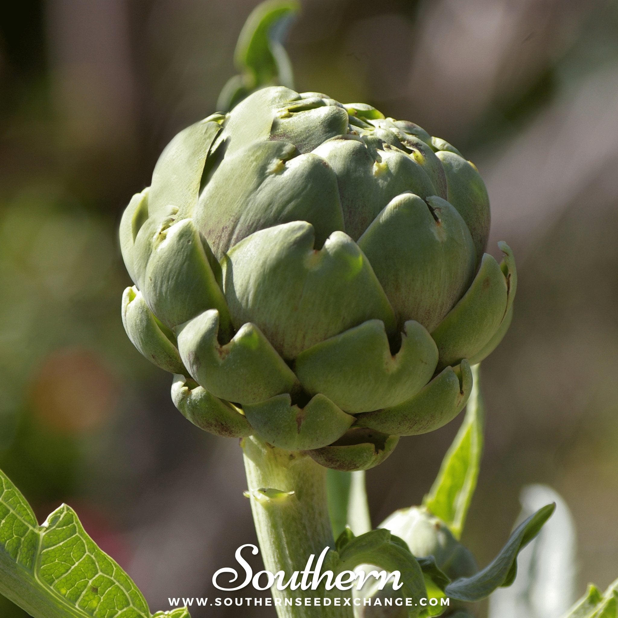 Southern Seed Exchange Artichoke, Green Globe (Cynara cardunculus var. scolymus) - 25 Seeds