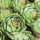 Southern Seed Exchange Artichoke, Green Globe (Cynara cardunculus var. scolymus) - 25 Seeds