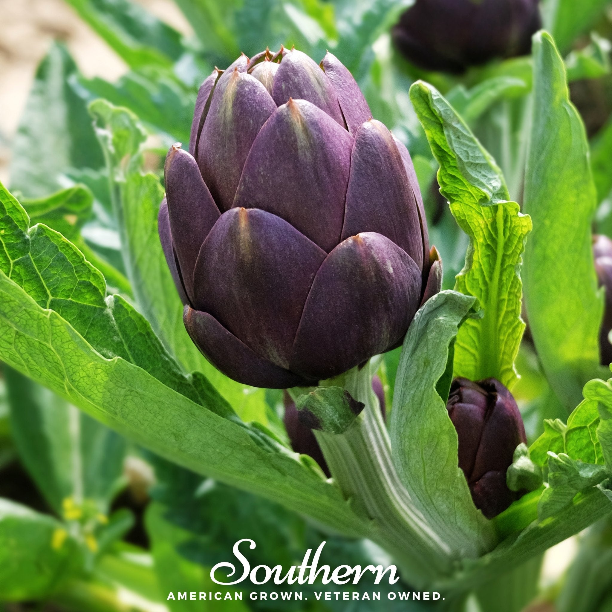 Artichoke, Purple Romagna (Cynara scolymus) - 25 Seeds - Southern Seed Exchange