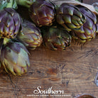 Artichoke, Purple Romagna (Cynara scolymus) - 25 Seeds - Southern Seed Exchange