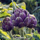 Artichoke, Purple Romagna (Cynara scolymus) - 25 Seeds - Southern Seed Exchange