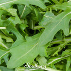 Arugula (Eruca sativa) - 200 Seeds - Southern Seed Exchange