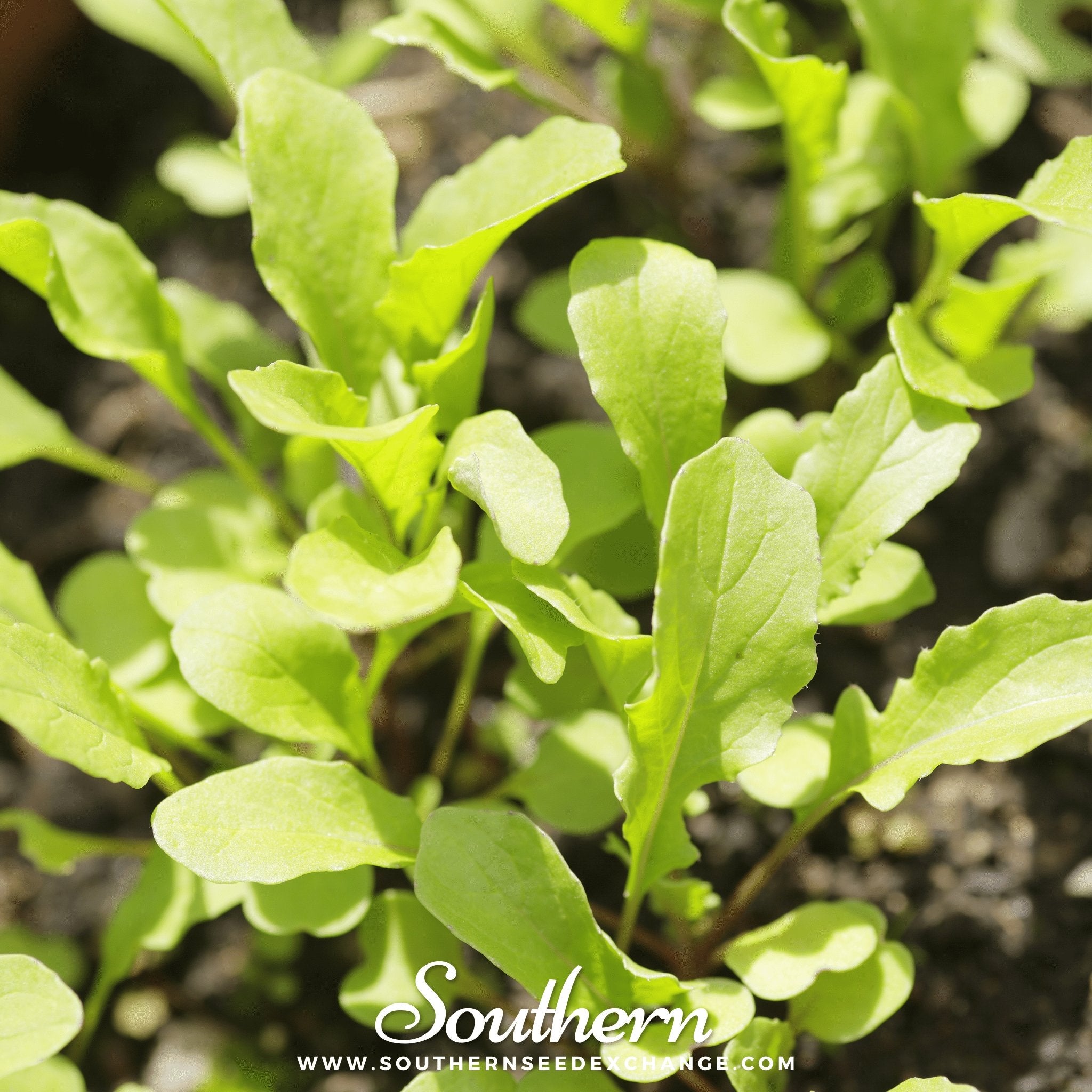 Southern Seed Exchange Arugula, Roquette (Diplotaxis tenuifolia) - 200 Seeds