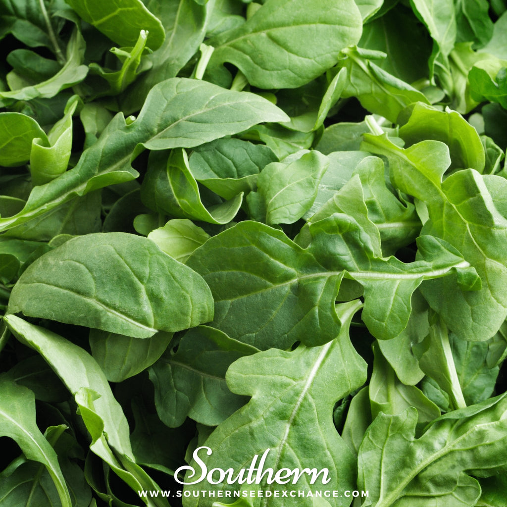 Southern Seed Exchange Arugula, Roquette (Diplotaxis tenuifolia) - 200 Seeds