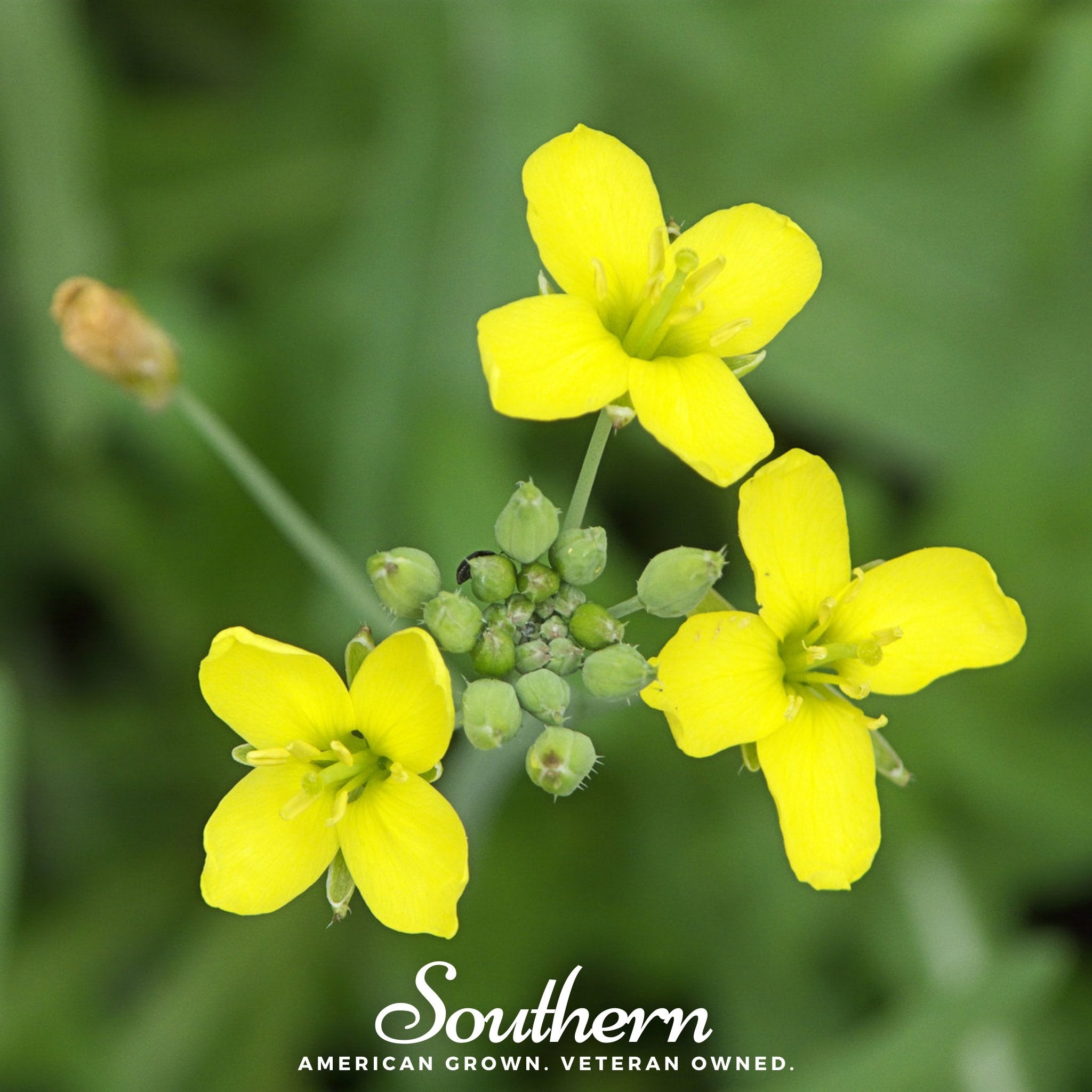 Wild arugula, Diplotaxis tenuifolia