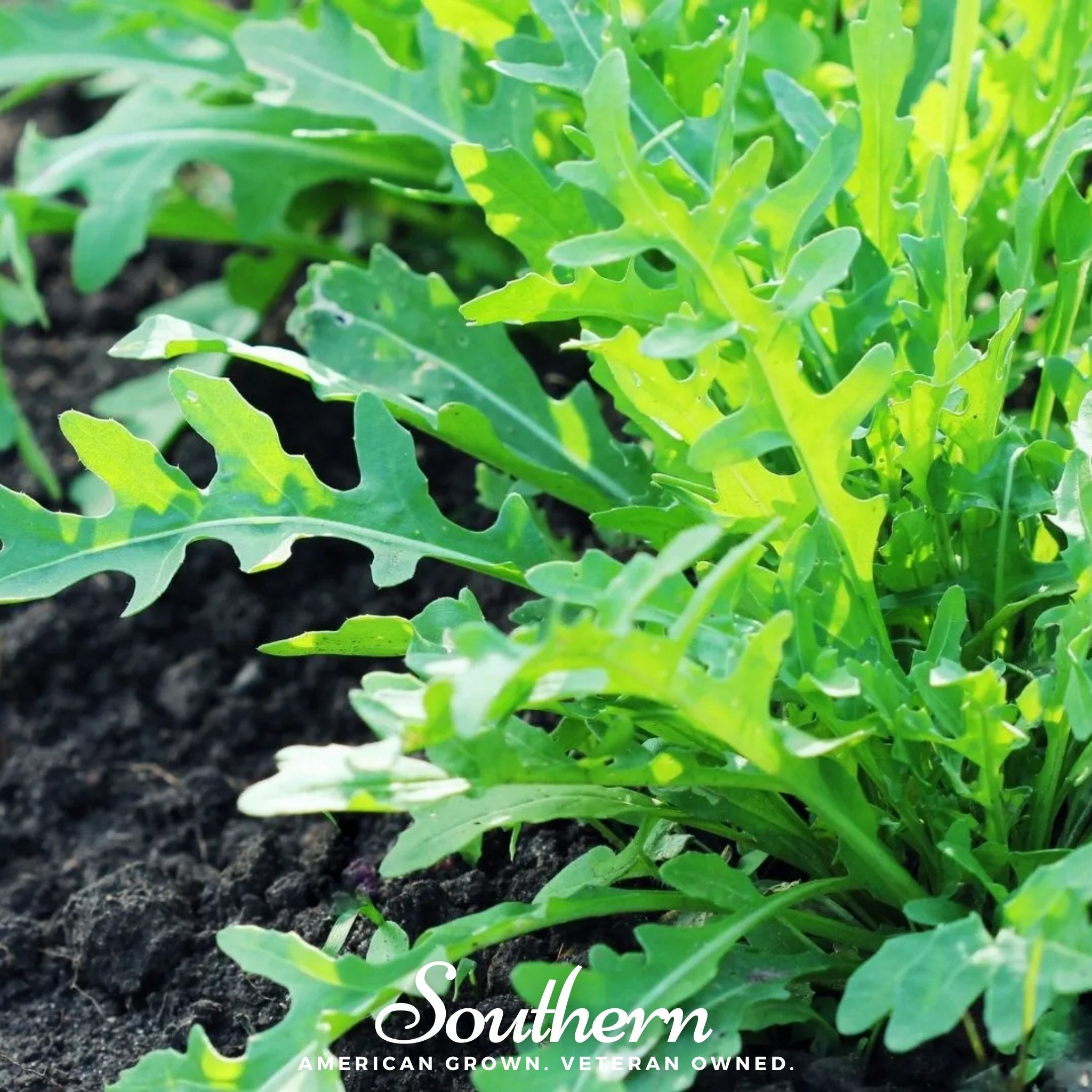 Wild arugula, Diplotaxis tenuifolia