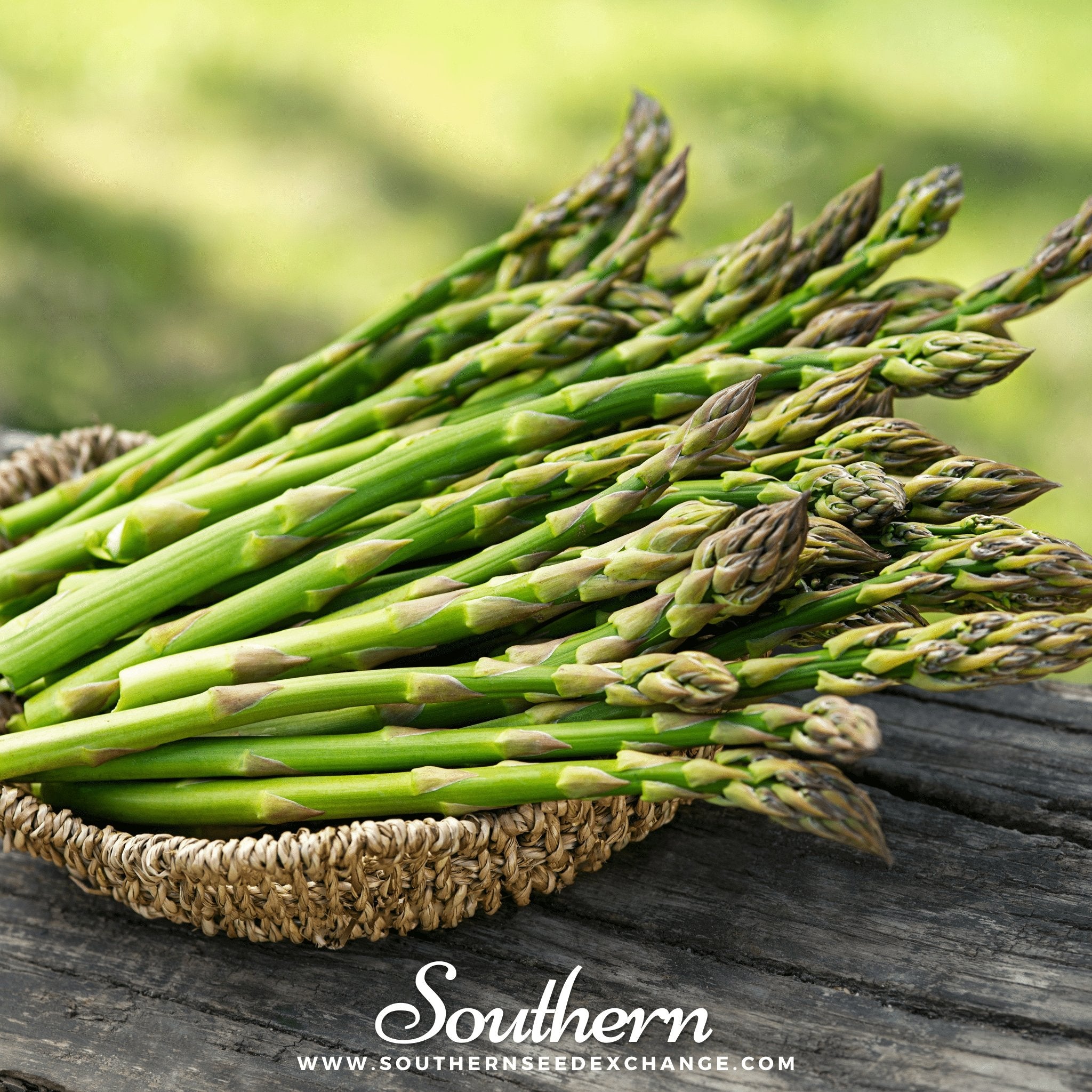 Southern Seed Exchange Asparagus, Mary Washington (Asparagus officinalis) - 50 Seeds