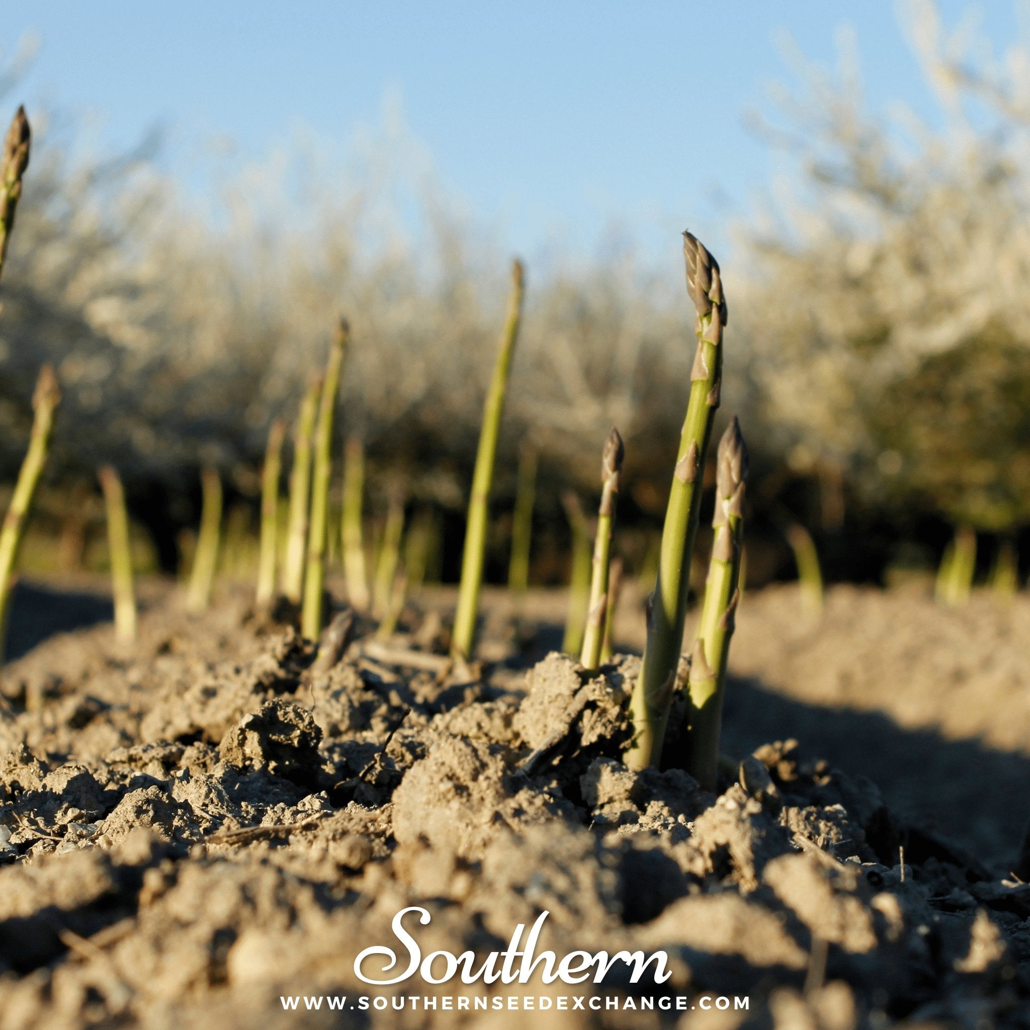 Southern Seed Exchange Asparagus, Mary Washington (Asparagus officinalis) - 50 Seeds