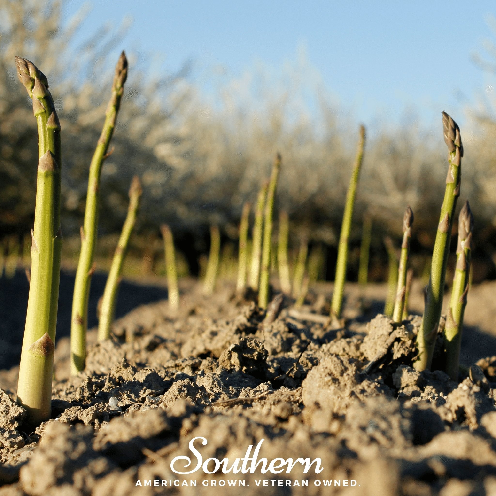 Asparagus, UC157 F2 Seeds - Asparagus officinalis