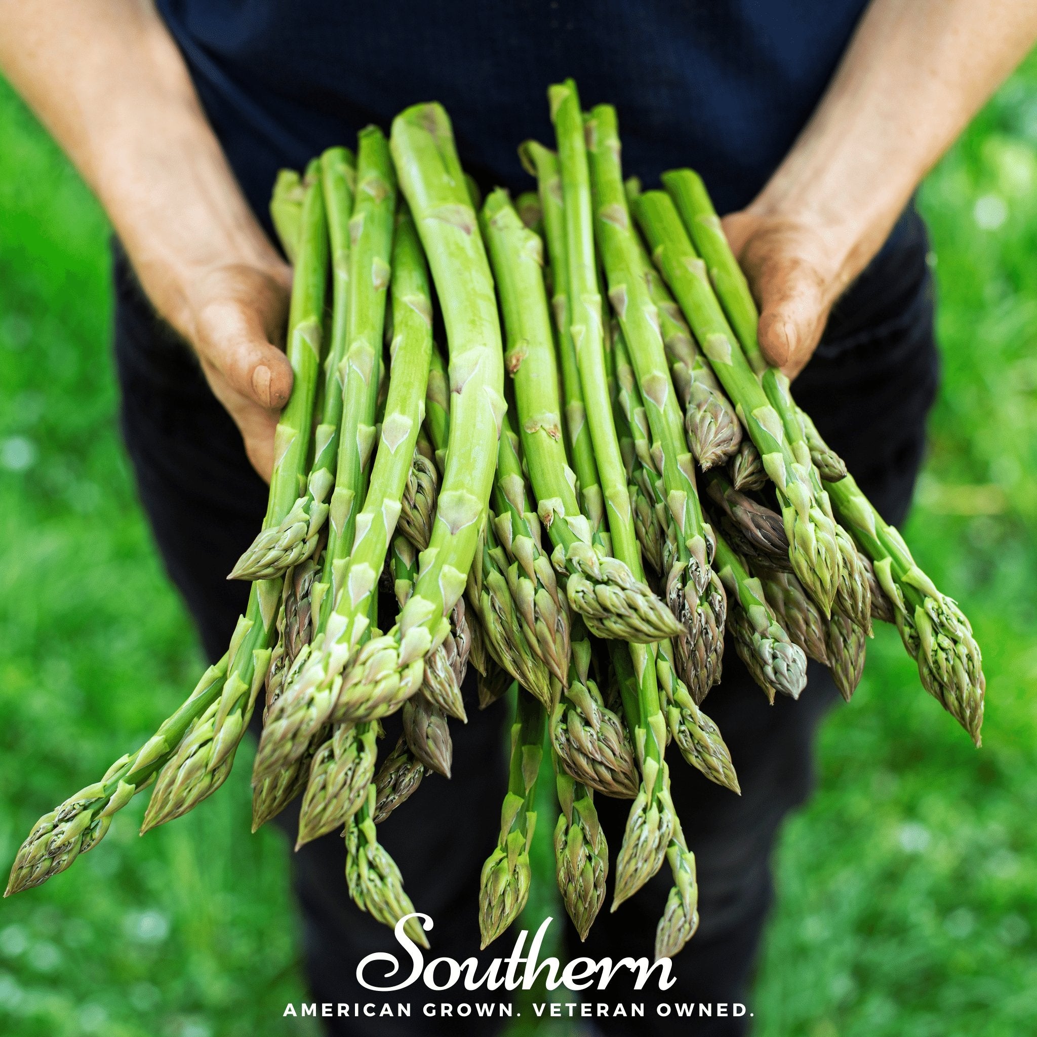 Asparagus, UC157 F2 Seeds - Asparagus officinalis