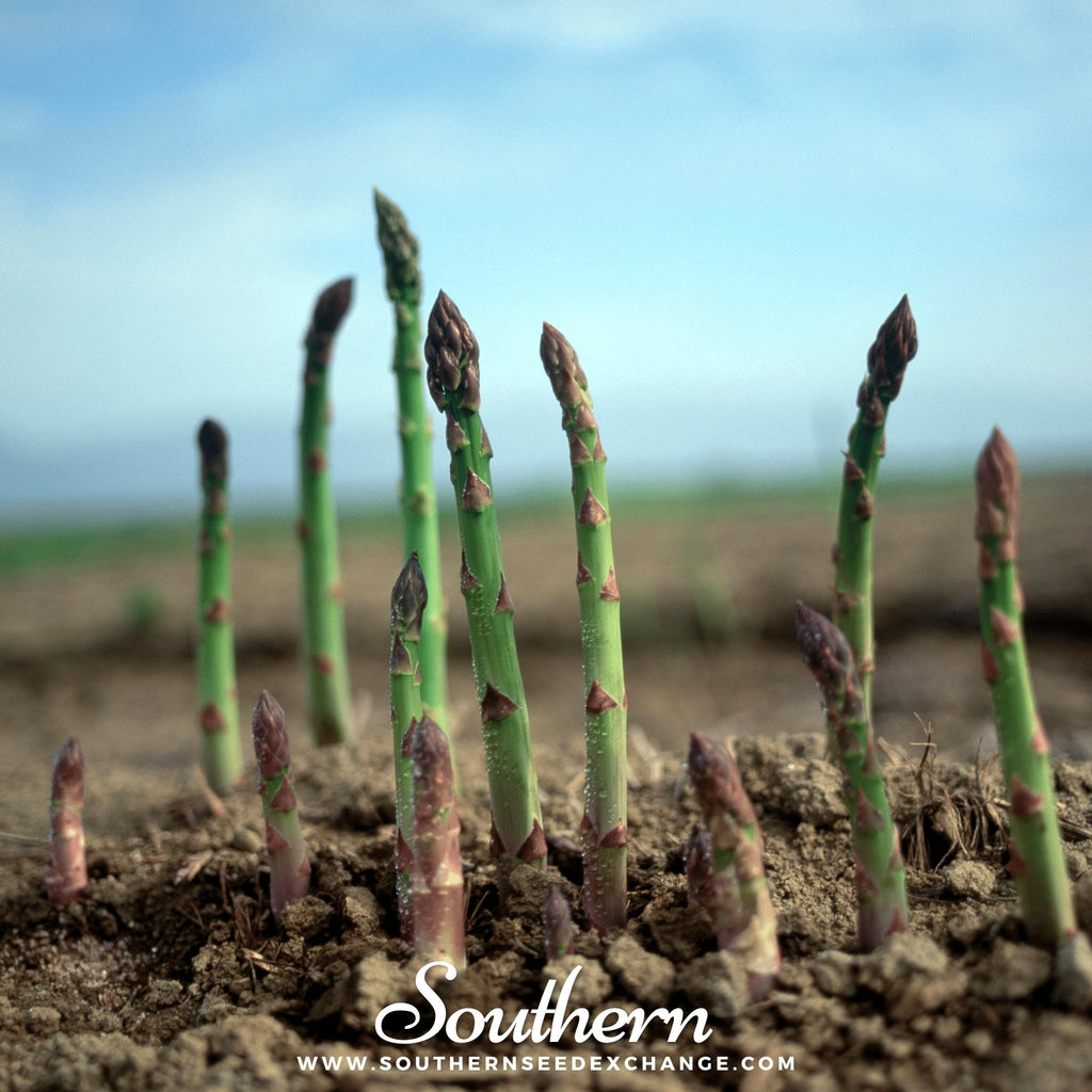 Southern Seed Exchange Asparagus, UC72 (Asparagus officinalis) - 50 Seeds