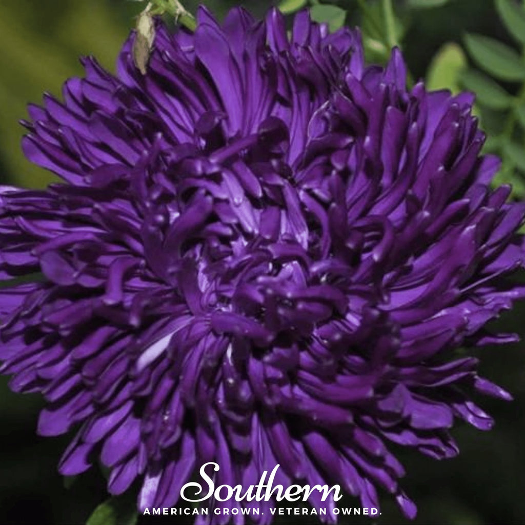Aster, Gremlin Violet (Tall Double) (Callistephus gremlin) - 50 Seeds - Southern Seed Exchange