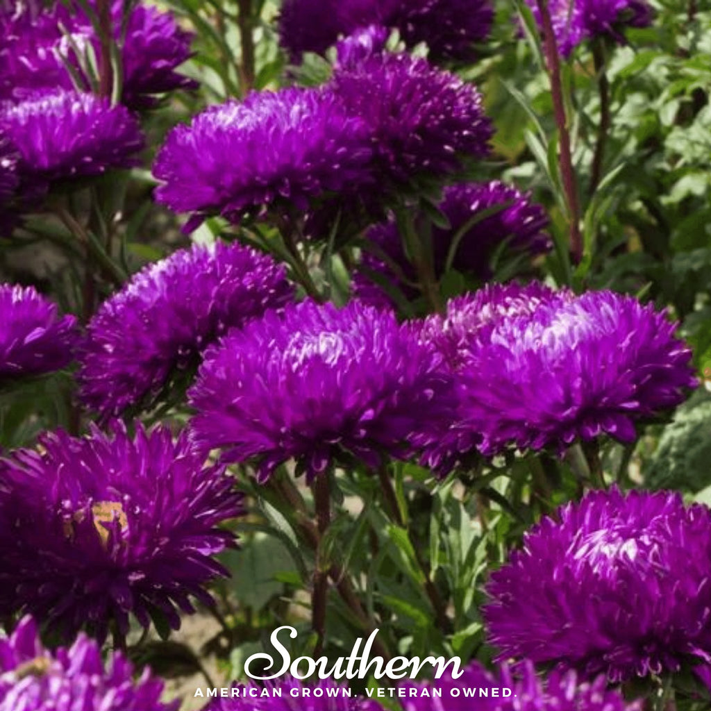 Aster, Gremlin Violet (Tall Double) (Callistephus gremlin) - 50 Seeds - Southern Seed Exchange