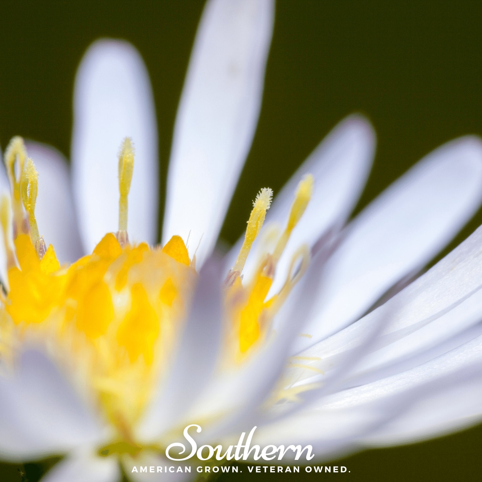 Aster, Heath White (Aster ericoides) - 50 Seeds - Southern Seed Exchange